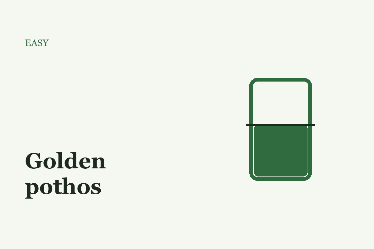 Golden pothos